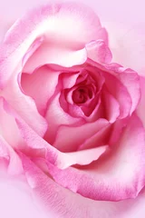 Fototapeten Schöne, rosa Rose aus nächster Nähe © JulietPhotography