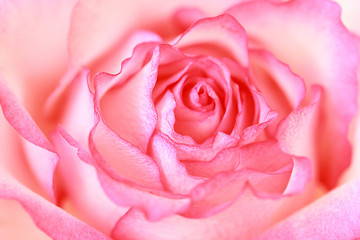 Fototapeta na wymiar Beautiful, pink rose close up