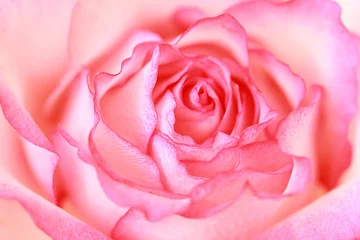 Foto op Canvas Mooie, roze roos close-up © JulietPhotography