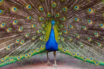 Crédence de cuisine en verre imprimé Paon Indian peacock ( Pavo cristatus ) peafowl
