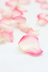 Beautiful, pink and cream rose petals