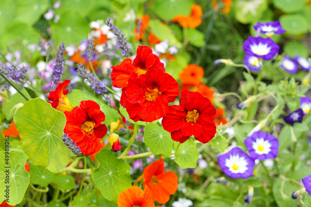 Sticker Beautiful nasturtium flowers close up