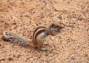 Barbary ground squirrel