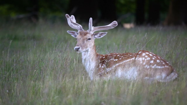 deer in the wild