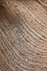 abstract background tree bark texture