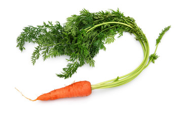 fresh carrot on white