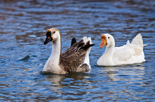 White and Brown Chinese Goose (Anser cygnoides)
