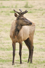 Velvet Elk