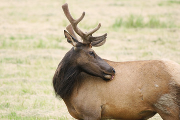 Velvet Elk