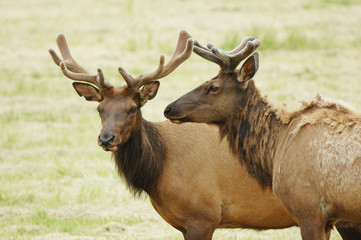 Velvet Elk