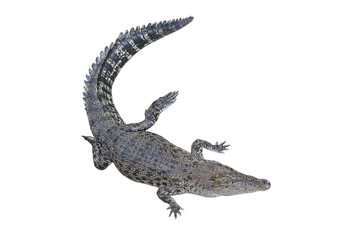 Fototapeta premium crocodile