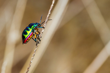Close up of Jewel Bug in the nature