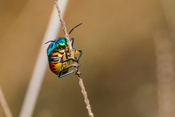 Close up of Jewel Bug in the nature