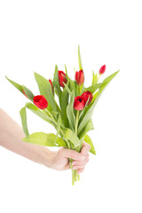 Hand with bunch of tulips