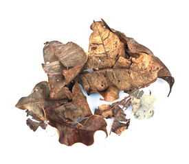 Many Dry leaves on a white background.