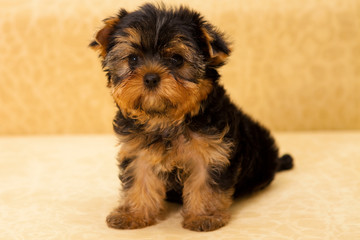 puppy of a Yorkshire terrier