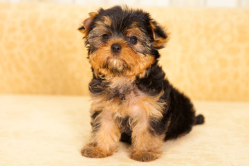 puppy of a Yorkshire terrier
