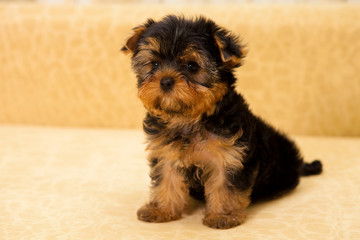 puppy of a Yorkshire terrier
