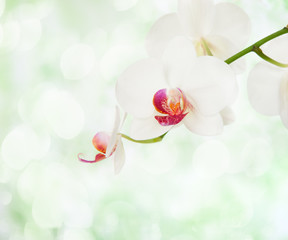 White orchid on defocused light green background.