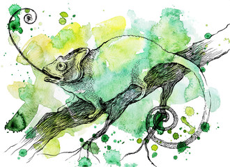 chameleon