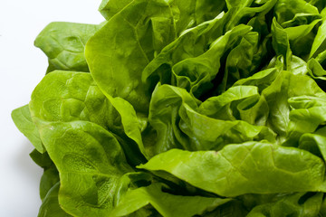 Fresh green Lettuce salad isolated on white background