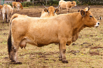 vache limousine