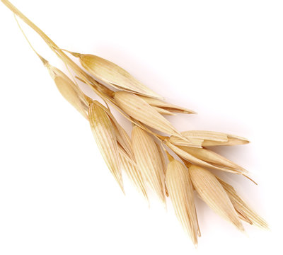 Ear of oats in closeup