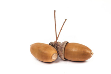 acorn on the white background