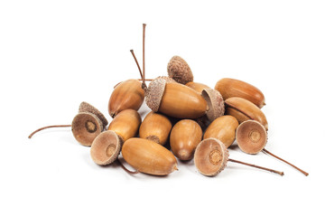 acorn on the white background
