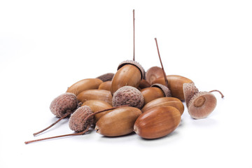 acorn on the white background