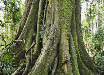 baum