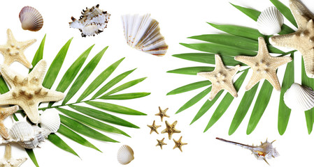 Fototapeta na wymiar Lato z tropikalnymi palmami i muszelek