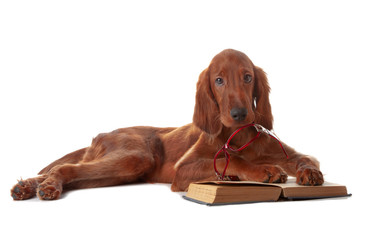 Setter puppy with glasses and book. Isolated on white