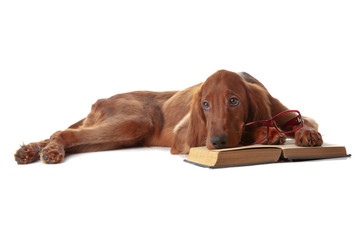 Setter puppy with glasses and book. Isolated on white
