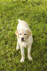 Young puppy of retriever