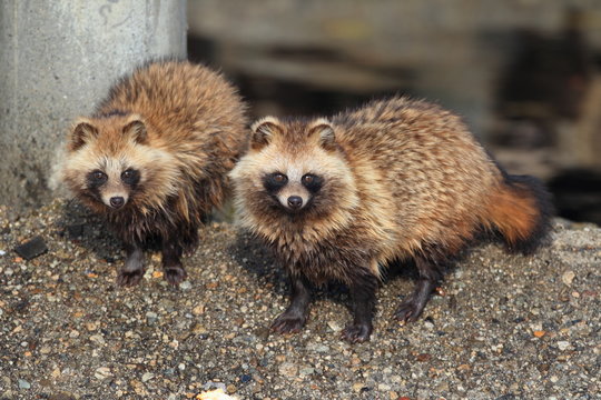 タヌキ