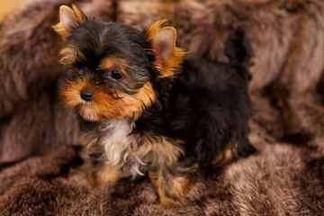 puppy of a Yorkshire terrier