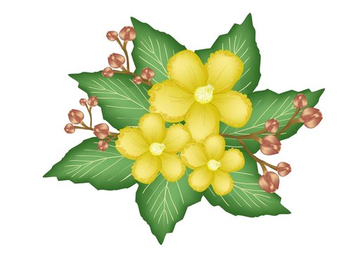 A Group of Fresh Yellow Simpor Flowers