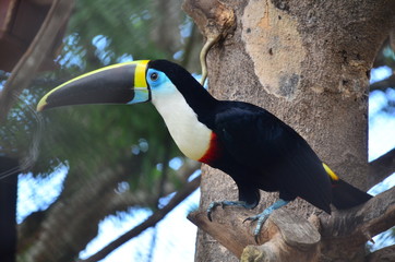 tucan