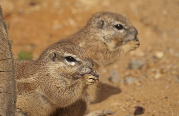 Cape ground squirrel