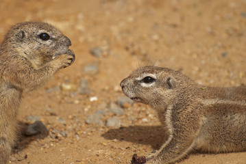 Cape ground squirrel