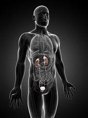 3d rendered illustration of the urinary system