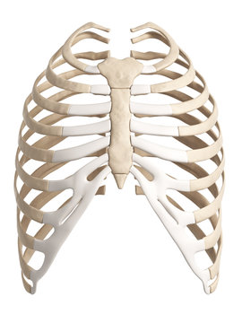3d rendered illustration of the rib cage