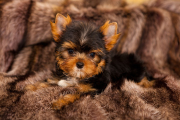 puppy of a Yorkshire terrier