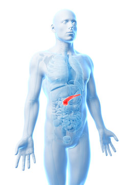 3d rendered illustration of the human pancreas