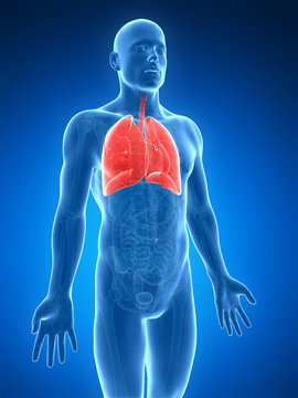 3d rendered illustration of a male´s lung