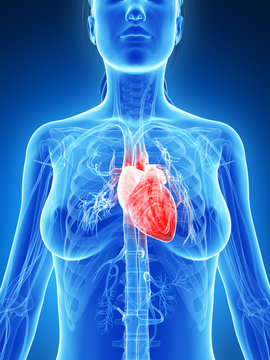3d rendered illustration of the female heart