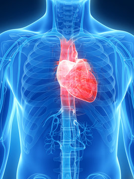 3d rendered illustration of the human heart