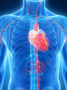 3d rendered illustration of the human heart