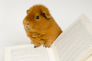 Meerschweinchen US-Teddy mit Buch